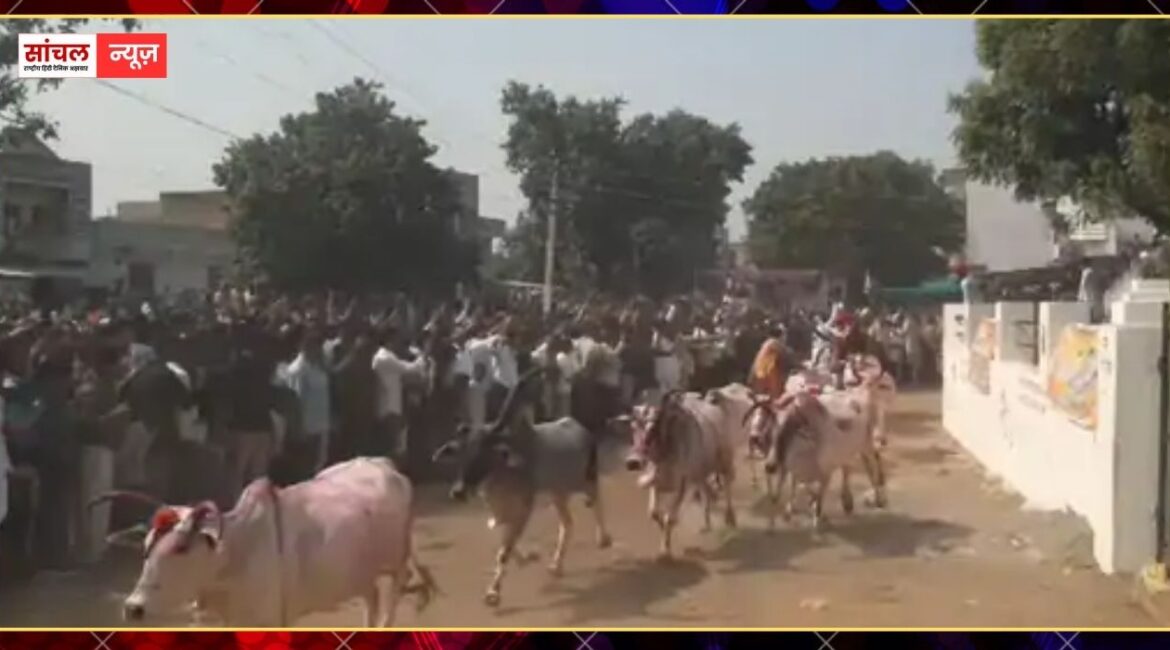 गोवर्धन पूजा पर हुई पारंपरिक प्रतियोगिता, वासा गांव में गाय दौड़, सफेद गाय विजेता