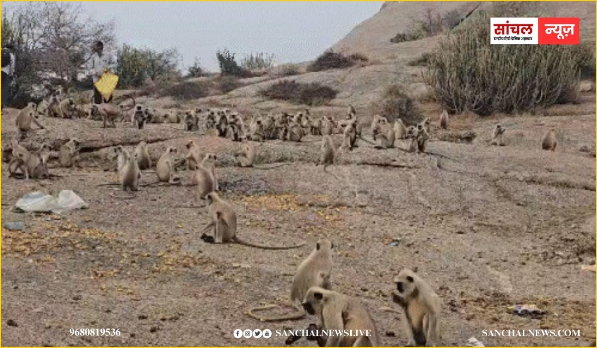 जवाई बांध की पहाडियों पर फंसे 300 से अधिक बंदर, गांव वाले चंदा जमा कर पहुंचा रहें फल-सब्जियां, किया प्रसासन की जिम्मेदारी नही ? जवाई बांध की पहाडियों पर फंसे 300 से अधिक बंदर, गांव वाले चंदा जमा कर पहुंचा रहें फल-सब्जियां, किया प्रसासन की जिम्मेदारी नही ?